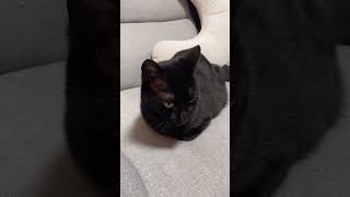 【黒猫】前足格納