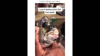 Download lagu Ikan dengan gigi seperti manusia - Ikan Sheepshead mp3 Download lagu Ikan dengan gigi seperti manusia - Ikan Sheepshead mp3