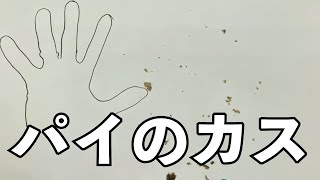 第一回 三角チョコパイ綺麗に食べれるか選手権