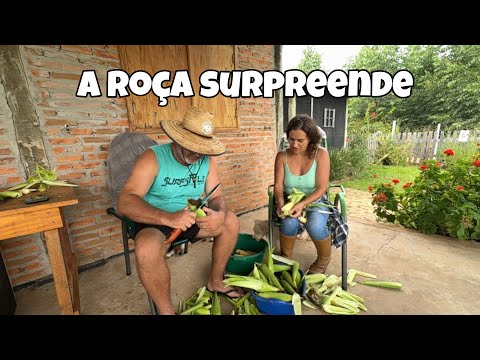 Harvesting corn in the field | From cob to cake in simple life | Simple Life