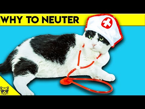 Spaying or Neutering Your Cat : Why it's important