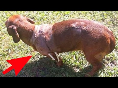 Такса героически смогла защитить свою хозяйку от медведя...