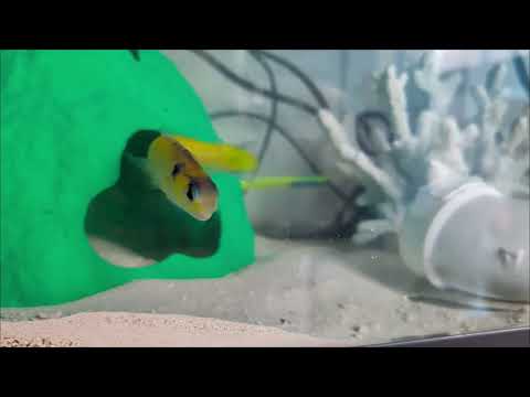 Tamago day 3 feeding