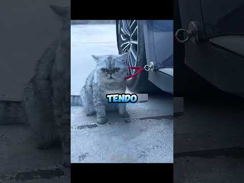 O cascao E fofo  #lunatico
