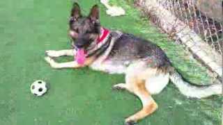 Corona Animal Shelter Valentine's Day! Corona Animal Shelter Valentine's Day!