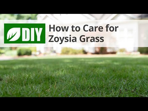 How to Care for Zoysia Grass | DoMyOwn.com