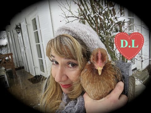 Hühner im Winter beschäftigen.8Tipps.