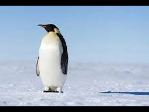 Totally Realistic Penguin Animation.