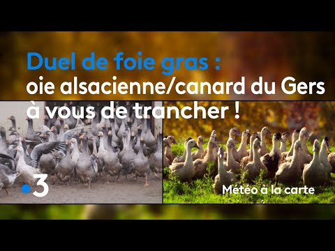 , title : 'Duel de foie gras : oie alsacienne ou canard du Gers, à vous de trancher ! - Météo à la carte'
