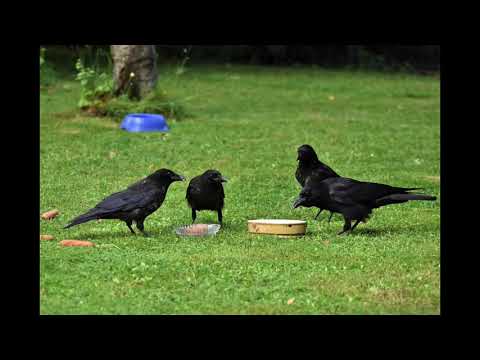 OTE, Lassy Lyx - Life Is Different (1970s Pop)