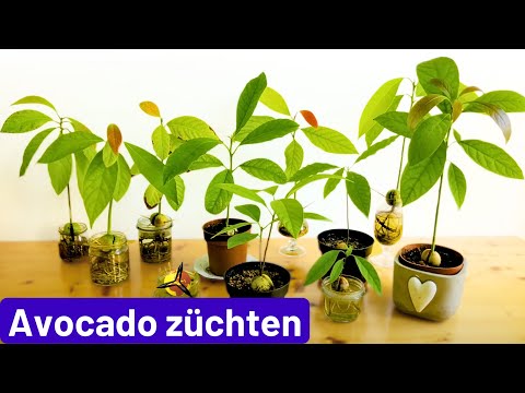 Avocadokern keimen lassen & einpflanzen
