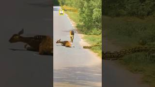 Deer 🦌 escaping from python Bt……. 🦁… 😢😢😢 #shorts #youtubeshorts