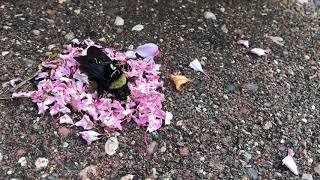 Ants give bee a funeral