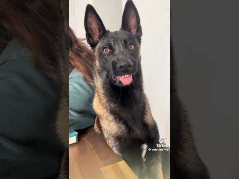 Cute German Shepards