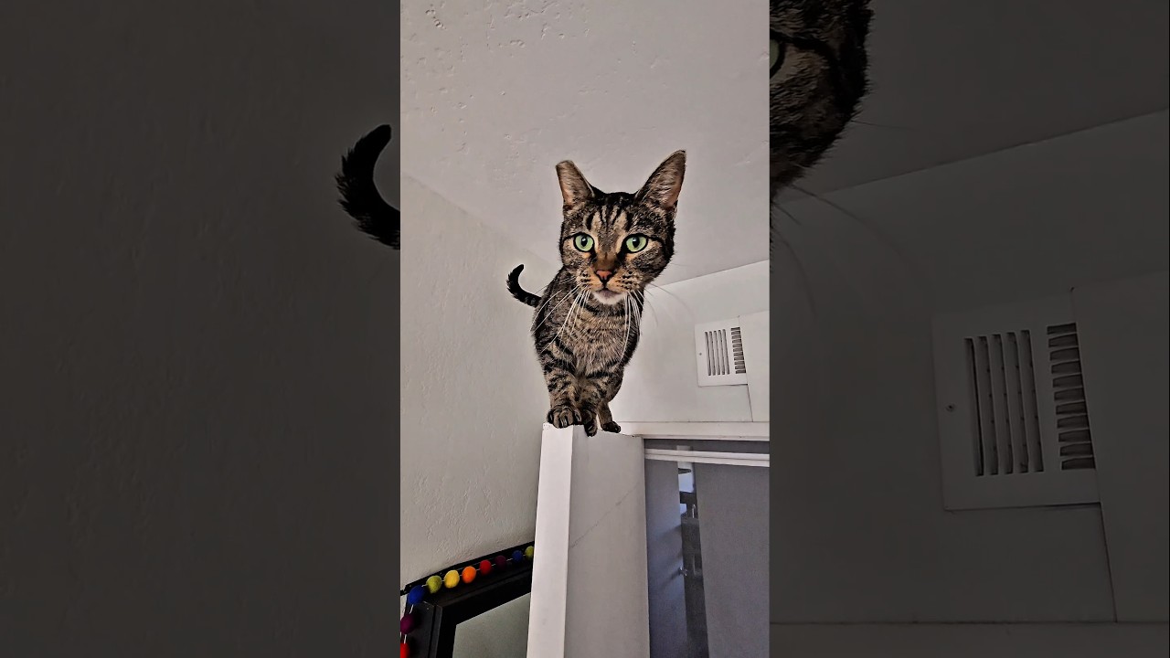 Banshee, an adoptable Domestic Short Hair in San Diego, CA video 5/5