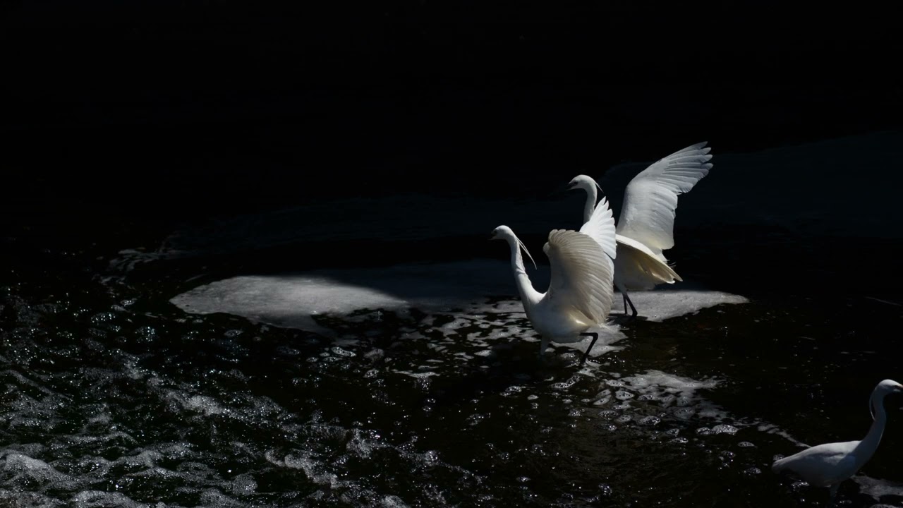 瀬間千恵　最後のワルツ