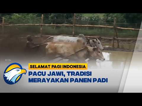 Tradisi Pacu Jawi, Bentuk Rasa Syukur Warga Tanah Datar - [Selamat Pagi Indonesia]