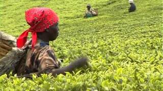 Kenyan tea exports fell, but revenue rose up