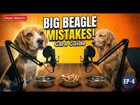 Beagle Care Guide | Beagle Grooming, Training, Food & Behaviour | Dog Podcast EP-4 | wagNbush