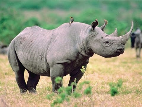The Rhino War - National Geographic
