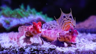 I Added a Pair of Expert-Level Fish to the Waterbox Cube 20 | Blue Reef Tank