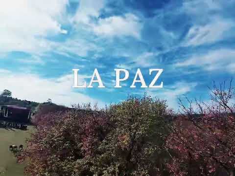 🌸 Cerezos en Flor en La Paz, Itapúa | El espectáculo natural que dura solo 15 a 22 días