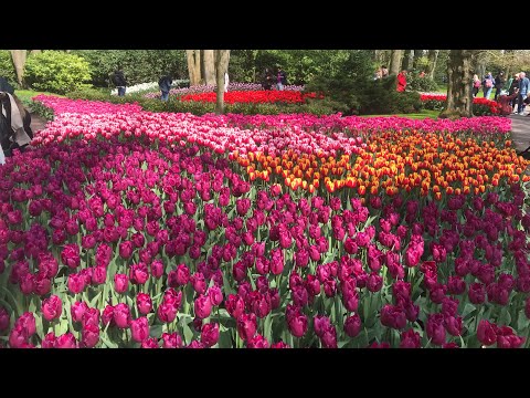 KEUKENHOF GARDEN OF EUROPE  2023 | TULIPS IN FULL BLOOM
