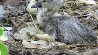 &quot;Have you seen my mummy?&quot; The baby swan who got left behind.