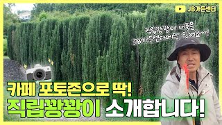 싸이프러스를 대신 할수있는 조경수?! 신기해서 한번 이뻐서 한번 두번 세번 자꾸 쳐다보게 되는 직립꽝꽝이 보…