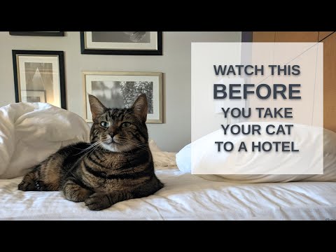 6 Tips For Stress-Free Hotel Stays With Cats