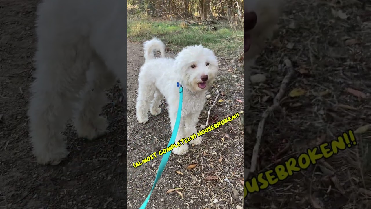 Enlarge Bailey - NTX, a Adoptable mixed breed in Dallas, TX video 3/3