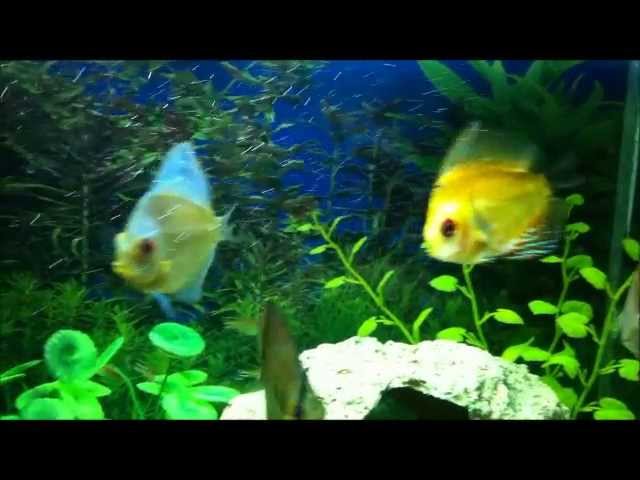My Discus + other fish in my aquarium.