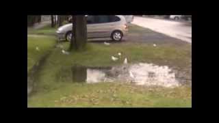 Birds Birds Birds Waterbirds