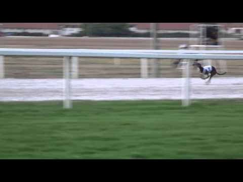 Lovi - kincsem park - agár vs nyúl