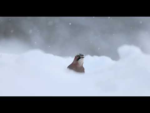 Talvised hetked Raplamaal ja Harjumaal (2021-2022)