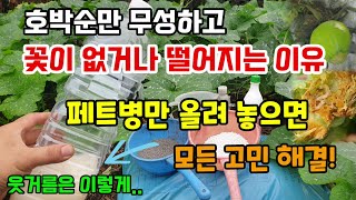 호박순만 무성하고 꽃이 없거나 떨어지는 이유 페트병만 올려 놓으세요 호박암꽃 많게 하려면 웃거름은 이렇게 주…