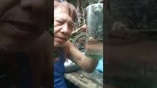 Magtanim muna tayo ng Pichay.