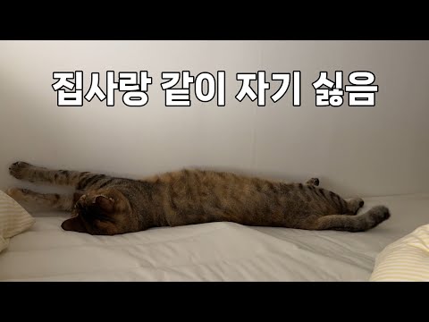 잘 때 들러붙는 집사가 싫은 고양이가 하는 행동...
