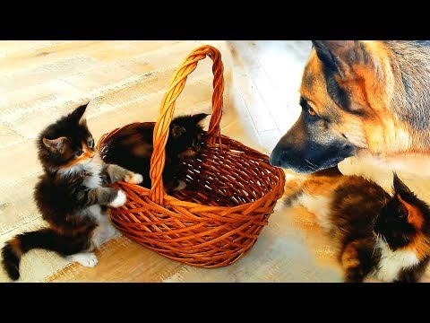 Maine Coon férgek