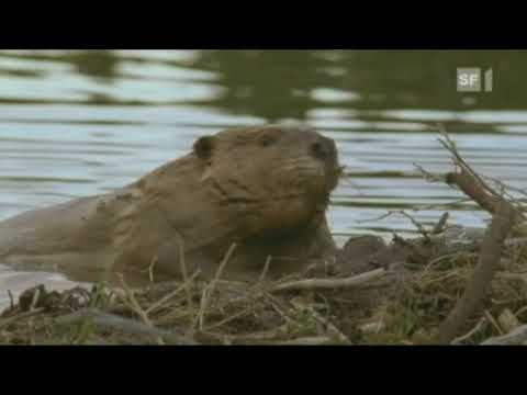 Biber fällt einen Baum - Beaver fells a tree