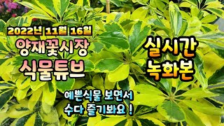 2022년 11월 16일 수요일 예쁜식물들 보면서 수다즐겨봐요   #양재꽃시장 #식물튜브 #수다방