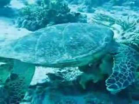 Turtle, Shedwan Reef,Hurghada,Ägypten