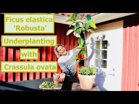 , title : 'Ficus elastica 'Robusta' Underplanting with Crassula ovata'