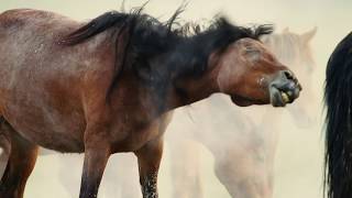 Mustangs in the Wild | Wild Horses | Love Nature