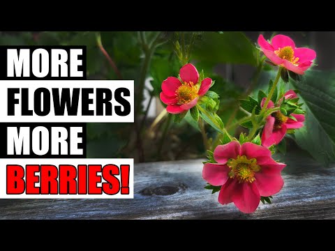 How To Grow Strawberries From Runners Tips and Tricks 2019