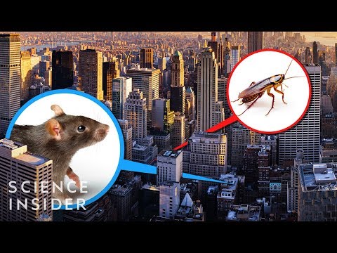 紐約市的滅蟲專家告訴我們，他永遠不會住的地方。 (A New York City Exterminator Tells Us The Places He'd Never Live)