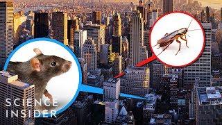 A New York City Exterminator Tells Us The Places He