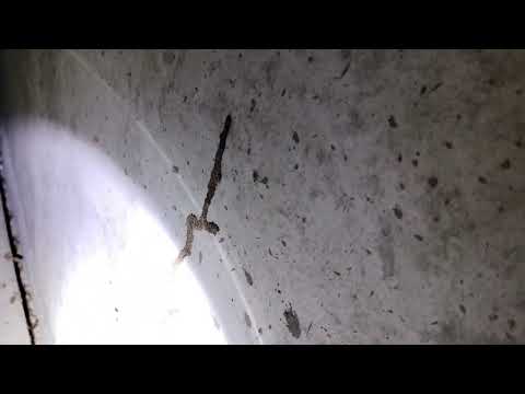 Active Termite Mud Tubes Found in the Basement in Metuchen, NJ