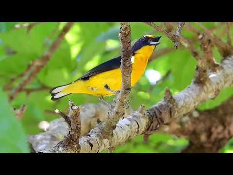 Organista fialový (Euphonia violacea) — starostlivosť, voliéra a kŕmenie