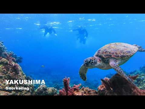 Yakushima Snorkeling] Let's go snorkeling to look for sea turtles